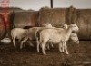 8 X SHEEP FEMALE Wolmar Bosvelders