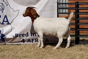 1 X BOERBOK OOI/EWE JACQUES PRETORIUS - STOET