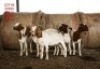 4 X BOER GOAT FEMALE Marhan Boergoat Stud
