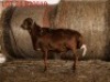 1 X SHEEP MALE Wolmar Bosvelders