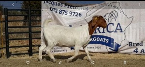 1 X BOERBOK OOI/EWE JACQUES PRETORIUS - STOET