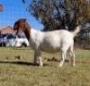 1 X BOERBOK OOI/EWE JACQUES PRETORIUS - KUDDE