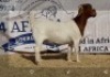 1 X BOERBOK OOI/EWE JACQUES PRETORIUS - STOET