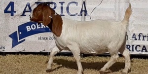 1 X BOERBOK OOI/EWE JACQUES PRETORIUS - STOET