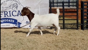 1 X BOERBOK OOI/EWE JACQUES PRETORIUS - KUDDE