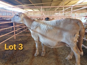 LOT 3 1X MEATMASTER OOI/EWE OSVLEY MEATMASTERS