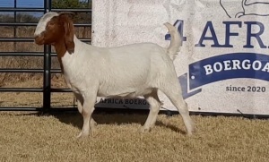 1 X BOERBOK OOI/EWE JACQUES PRETORIUS - P-STOET