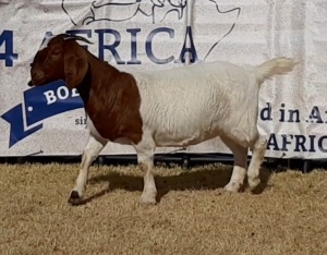 1 X BOERBOK OOI/EWE JACQUES PRETORIUS - KUDDE