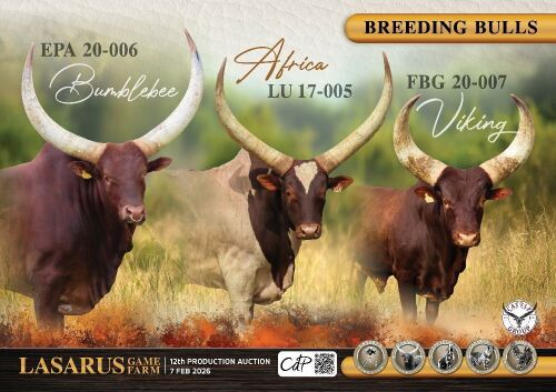LOT 101-134 : ANKOLE