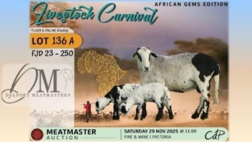 1 X MEATMASTER EWE Delport Meatmasters