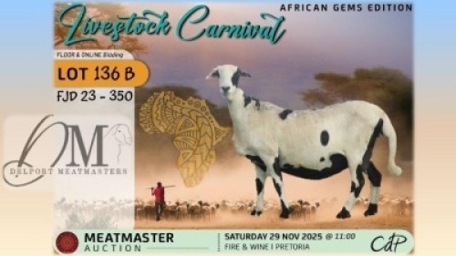 WITHDRAWN - 1 X MEATMASTER EWE Delport Meatmasters