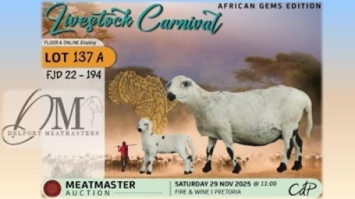 1 X MEATMASTER EWE Delport Meatmasters
