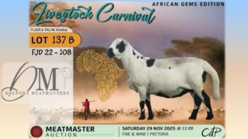 1 X MEATMASTER EWE Delport Meatmasters
