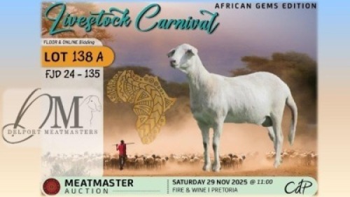 1 X MEATMASTER EWE Delport Meatmasters
