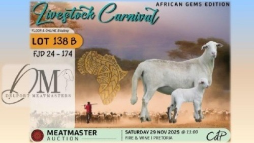 1 X MEATMASTER EWE Delport Meatmasters