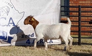 1 X BOERBOK OOI/EWE JACQUES PRETORIUS - P-STOET