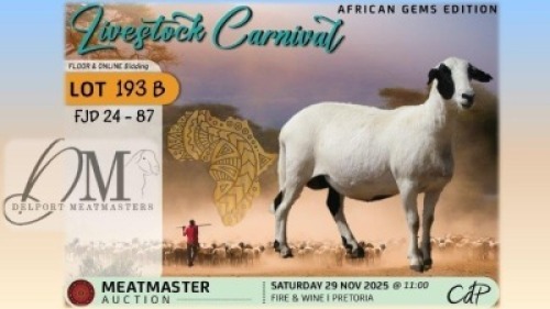 1 X MEATMASTER EWE Delport Meatmasters