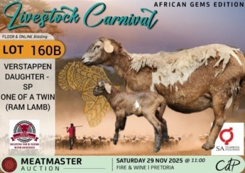 1 X MEATMASTER EWE Kluyts Livestock Farming