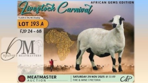 1 X MEATMASTER EWE Delport Meatmasters