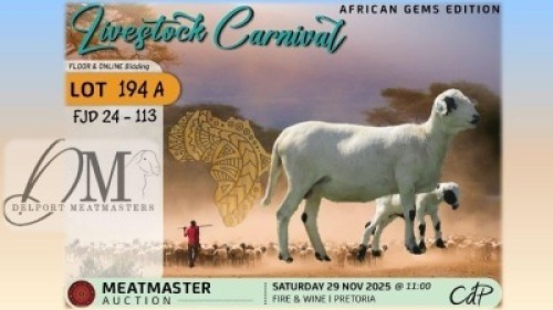 WITHDRAWN - 1 X MEATMASTER EWE Delport Meatmasters