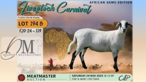 1 X MEATMASTER EWE Delport Meatmasters