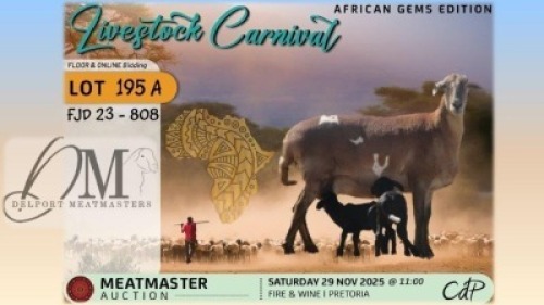 1 X MEATMASTER EWE Delport Meatmasters
