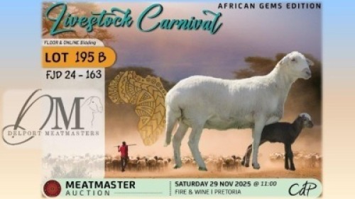 WITHDRAWN - 1 X MEATMASTER EWE Delport Meatmasters