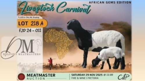1 X MEATMASTER EWE Delport Meatmasters