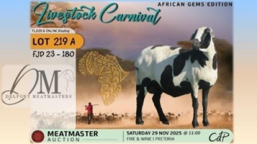 WITHDRAWN - 1 X MEATMASTER EWE Delport Meatmasters