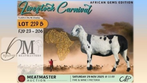 1 X MEATMASTER EWE Delport Meatmasters