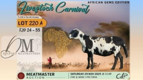 1 X MEATMASTER EWE Delport Meatmasters