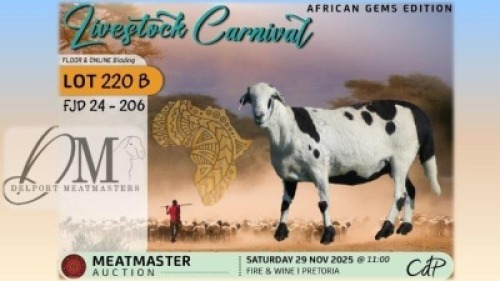 1 X MEATMASTER EWE Delport Meatmasters