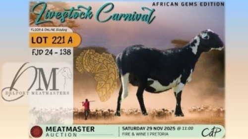 1 X MEATMASTER EWE Delport Meatmasters