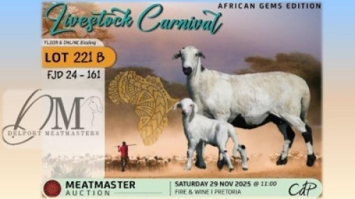 1 X MEATMASTER EWE Delport Meatmasters