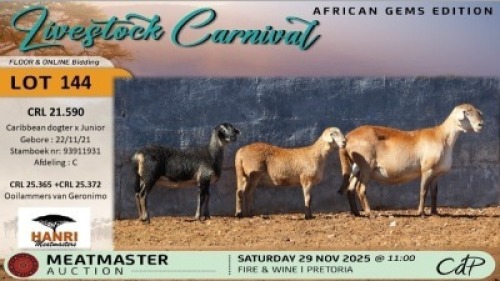 WITHDRAWN - 1 X MEATMASTER EWE Hanri Meatmasters