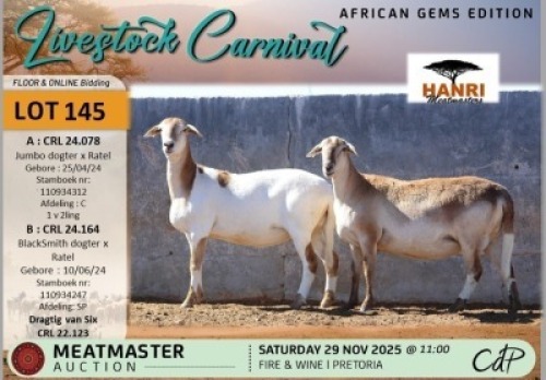 1 X MEATMASTER PREGNANT EWE Hanri Meatmasters