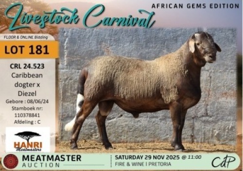 1 X MEATMASTER RAM Hanri Meatmasters