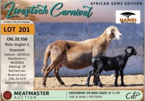 1 X MEATMASTER EWE Hanri Meatmasters