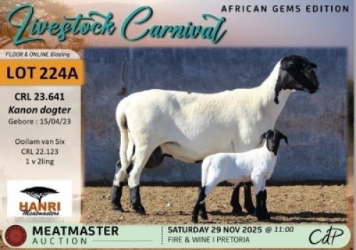 1 X MEATMASTER EWE Hanri Meatmasters