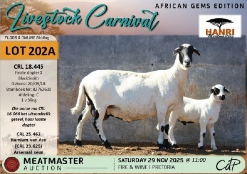 1 X MEATMASTER EWE Hanri Meatmasters