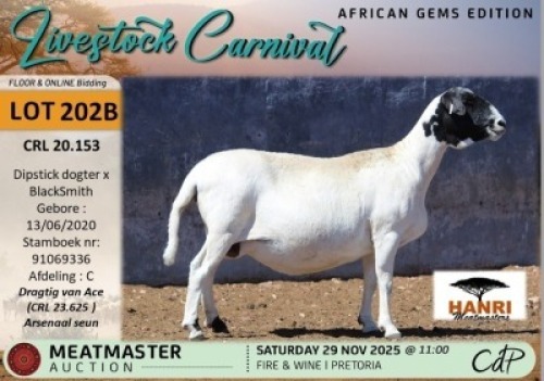 1 X MEATMASTER EWE Hanri Meatmasters