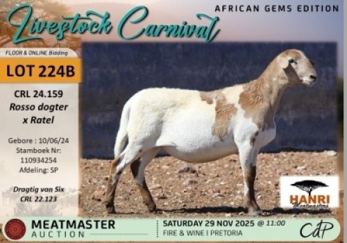 1 X MEATMASTER PREGNANT EWE Hanri Meatmasters