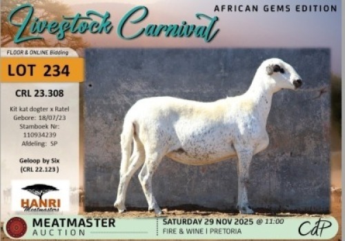 1 X MEATMASTER EWE Hanri Meatmasters
