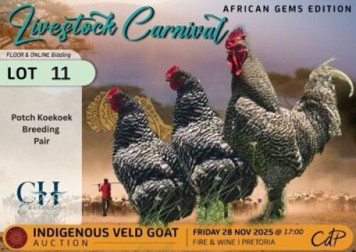 3 X CHICKENS 1 X ROOSTER & 2 X HEN CH Boerdery (Per animal to take the lot)