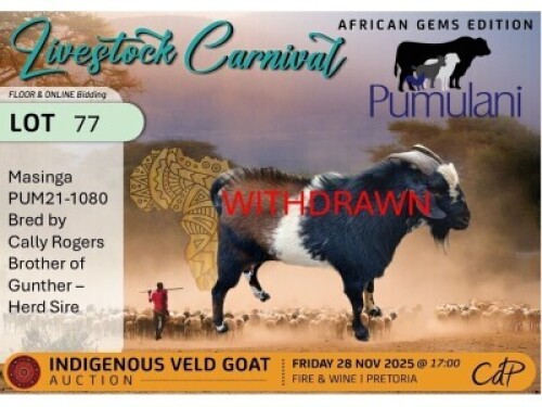 WITHDRAWN - 1 X NGUNI BUCK Pumulani Farms