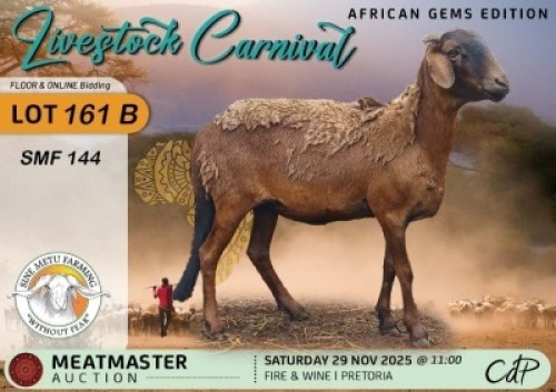 1 X DAMARA EWE Sine Metu Farming