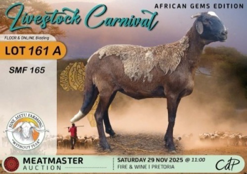 1 X DAMARA EWE Sine Metu Farming