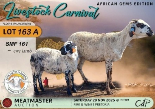 1 X DAMARA EWE Sine Metu Farming