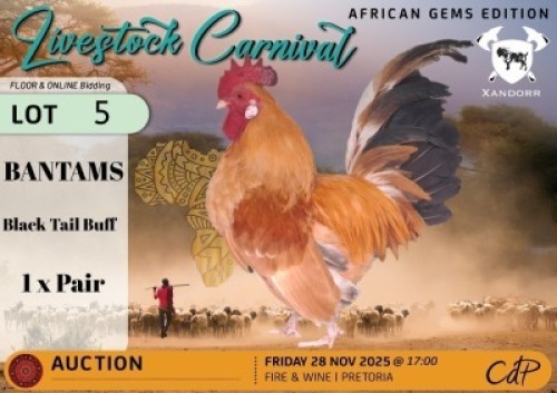 2 X CHICKENS 1 X ROOSTER & 1 X HEN Xandorr (Per animal to take the lot)