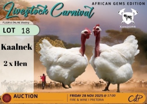 2 X CHICKENS HEN Xandorr (Per animal to take the lot)
